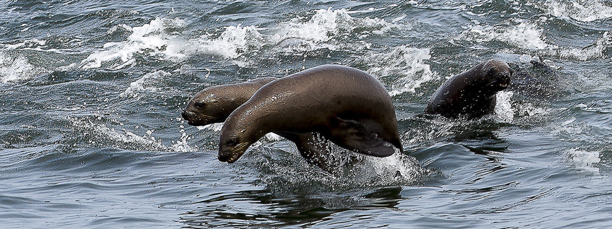 Palomino Islands - Swimming with sea lions from Lima in Lima